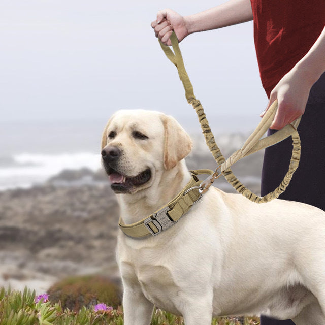 Colliers en nylon pour chiens de grande et moyenne taille